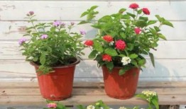 老陈最新爆料新闻视频下载,最新爆料新闻视频幕后真相大起底