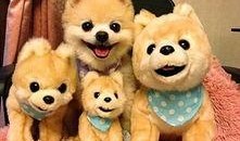 娱乐吃瓜君宠物,揭秘明星宠物的趣味生活