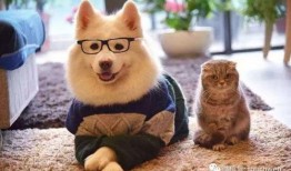 娱乐吃瓜君宠物,揭秘明星宠物的趣味生活