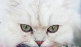 爆料最新款金吉拉,揭秘豪华座驾的尖端科技与时尚风采