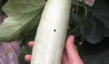 网红吃冰棍的瓜,冰棍吃法引发网友热议