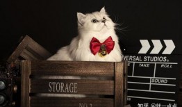 爆料最新款金吉拉,揭秘豪华座驾的尖端科技与时尚风采