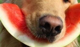 娱乐吃瓜君宠物,揭秘明星宠物的趣味生活