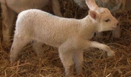 小羊最新爆料视频,幕后真相大曝光！