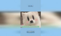 吃瓜娱乐小猫,小猫的吃瓜娱乐日记