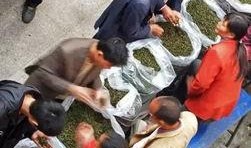 老汉爆料茶叶视频大全,茶叶视频大全揭秘茶叶世界