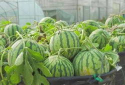 吃瓜题材视频素材网站免费,揭秘免费吃瓜素材网站的精彩瞬间