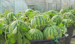 吃瓜题材视频素材网站免费,揭秘免费吃瓜素材网站的精彩瞬间