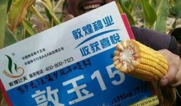 敦煌种业最新爆料消息,揭秘农业科技新突破与市场动态