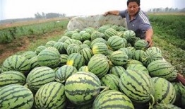 娱乐吃瓜居民,吃瓜群众眼中的明星生活