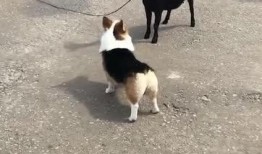 小羊最新爆料视频,幕后真相大曝光！