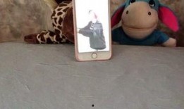 吃瓜娱乐小猫,小猫的吃瓜娱乐日记