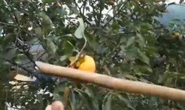 爆料制造水果的视频播放,一场视觉盛宴的制造过程