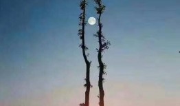 新闻爆料日月同辉