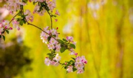 抖音网红小鱼海棠吃瓜,揭秘娱乐圈吃瓜背后的故事